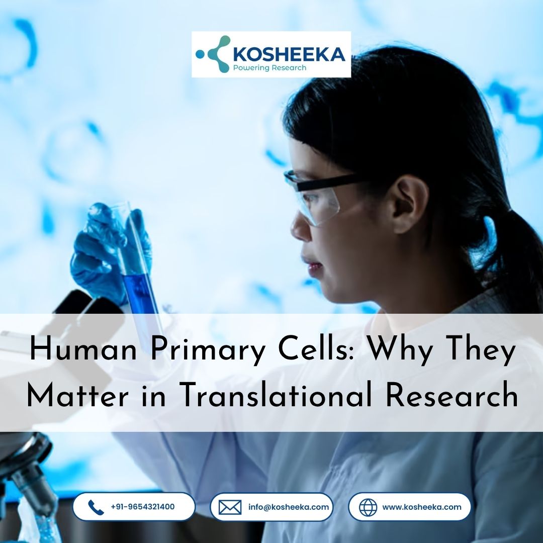 Human Primary Cells: Why They Matter in Translational Research